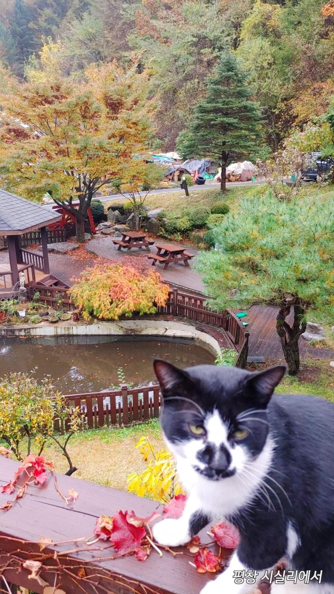 Sisilli Pension Pyeongchang Dış mekan fotoğraf